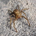 Four-spot Sac Spider