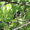 Carolina Chickadee