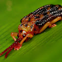 Basswood Leaf Miner