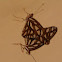 Gulf Fritillary