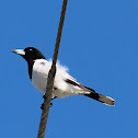 Pied Butcherbird