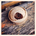 Wasp nest