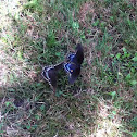 Spicebush Swallowtail