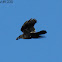 American Crow