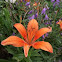Orange Lily