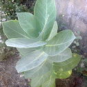 Flor de Ceda