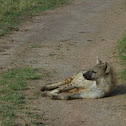 Spotted Hyena