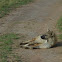 Spotted Hyena