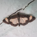 Common Spring Moth