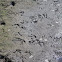 bird prints