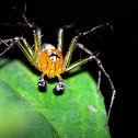 Lynx spider