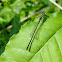Damselfly