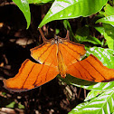 Ruddy Daggerwing