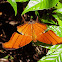 Ruddy Daggerwing