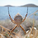 Araña tigre. Spider