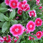 dianthus