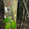 Plantas de Ecuador