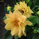Dahlia