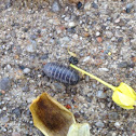 Woodlouse