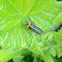 Firefly