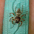 jumping spider