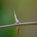Araña entre espinas. Spider into thorns