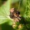 Wattle Hopper Nymph