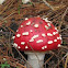 fly agaric