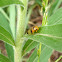 Spittlebug