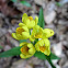 Kin-ran or Golden Orchid