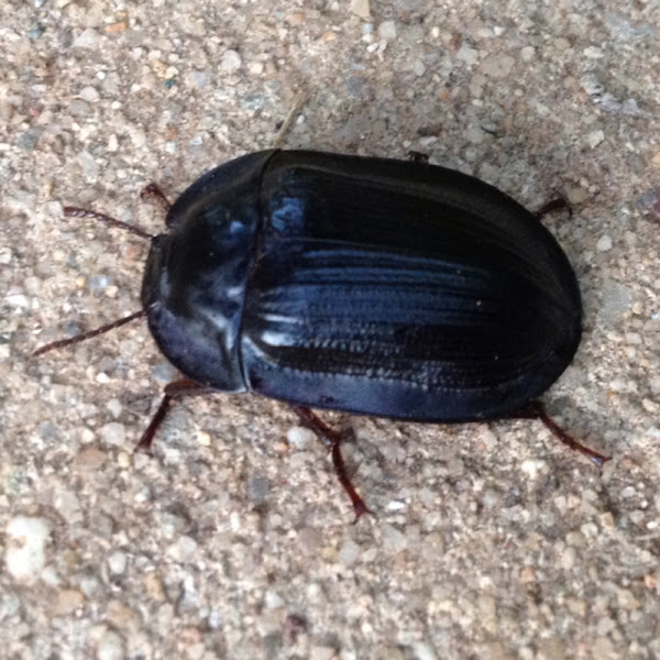 PieDish Beetle Project Noah