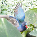 Purple Galinule