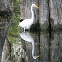 Great Egret
