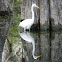 Great Egret