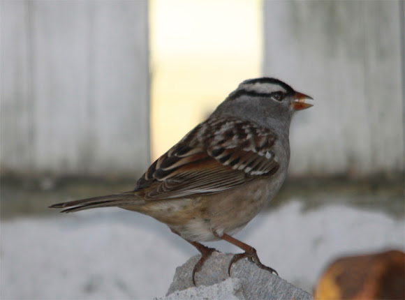 Spotting Image 1