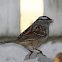 White-Crowned Sparrow