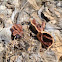 Pecan Shell