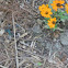 Little Brown Ground Skink