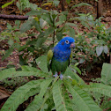 Blue-headed Parrot