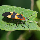 Large milkweed bug