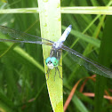 Blue Dasher (adult male)