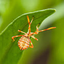 Leaf-Footed Bug - 1st Instar Nymph