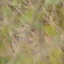 White-tailed Deer