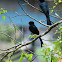 Lesser Racket-tailed Drongo