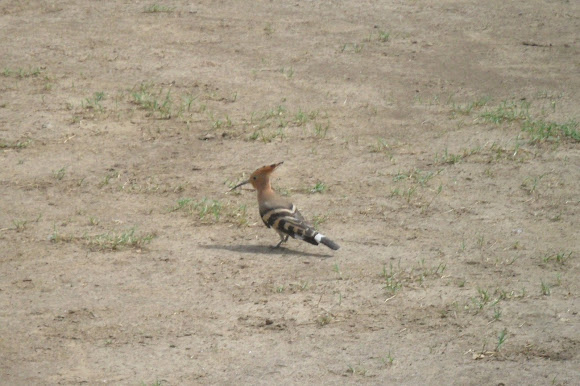 Spotting Image 1