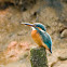 Common Kingfisher