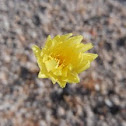 Common Sow-Thistle