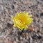 Common Sow-Thistle