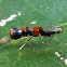 Cosmet Moth