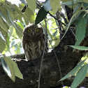Little owl